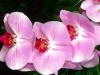 Moth Orchid